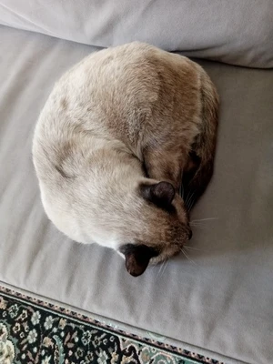 Vente Et Achat En Ligne Partout En Tunisie Tayara Vente Et Achat En Ligne Partout En Tunisie Tayara