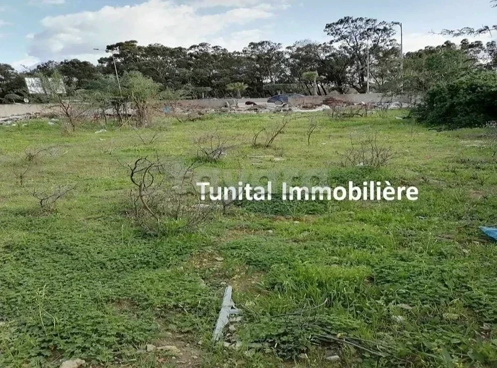 selected image