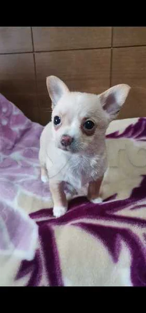 Chiot Chihuahua à vendre 