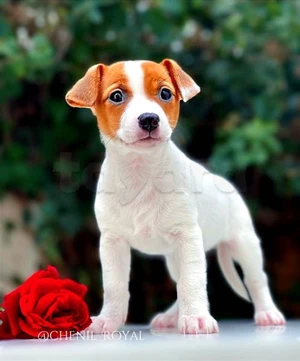 Chiot Jack Russel Jack Russell