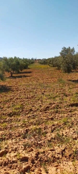 8H à vendre à Jradou plante 1020 oliviers au prix de 800Md negociable