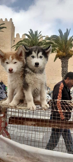 deux chiens haski malamout 