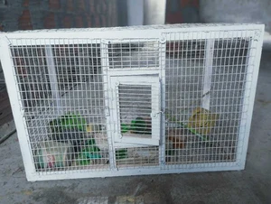 grand cage oiseaux 