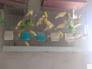 vente des canaris baldi en une seule plume 