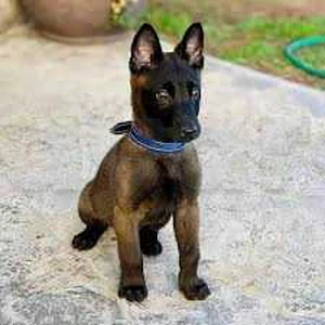 chiots malinois agrissive