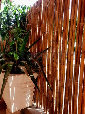 Bambou Naturel