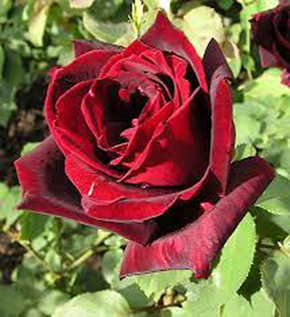 selected image