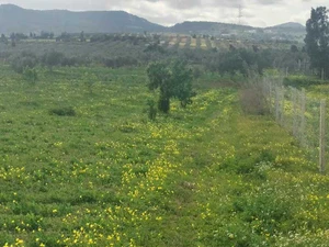 terrain agricole 1 hectare a grombalia turki