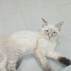 chat siamois  né le 10 janvier 2024(4 mois) chat vacciné aux yeux bleus+ cage+assiette à manger+
brosse et son carnet 