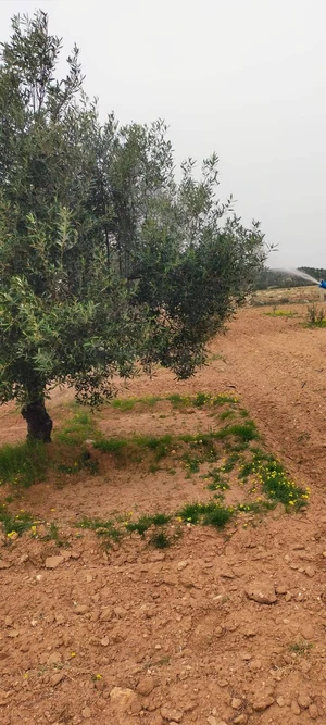 4H à vendre sur le GP1 de Sousse Tunis entre bouficha et enfidha plante olivier au prix de 140Md le H negociable