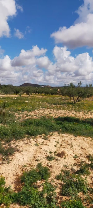 2H et demi à vendre Enfidha takrouna plante olivier avec ecurie et maison de gardien au prix de 220 md negociable