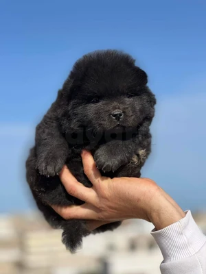 Chiots chow chow a vendre