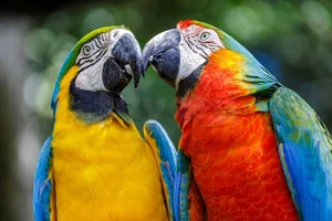 couple Perroquet gris de Gabon avec cage...et un perroquet ara dressé qui parle très magnifique 