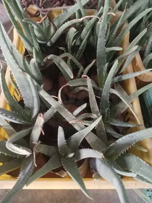 x60 Plantes Aloe Vera 