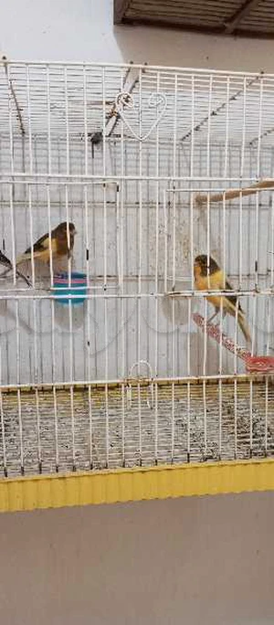 2 canaris mâles panachés 