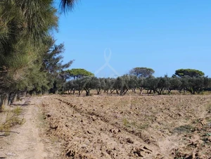 2 Hectares 8880m² à El Haouaria 