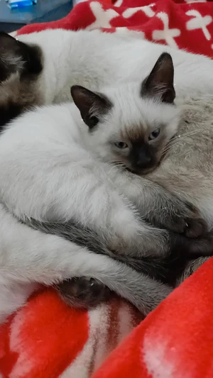 Vente Et Achat En Ligne Partout En Tunisie Tayara Vente Et Achat En Ligne Partout En Tunisie Tayara