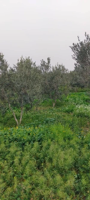 3H à vendre en Enfidha plante 350 oliviers avec une belle villa pas loin de GP1 au prix 600Md negociable