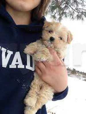 top du top chien de compagnie caniche de poche Bichon maltais nain race pure max 1 kg 🛑 👌 mini taille 