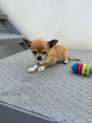 femelle chihuahua toy 