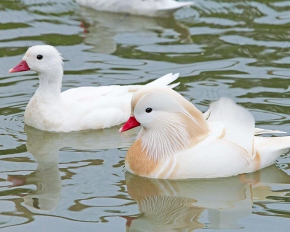 selected image