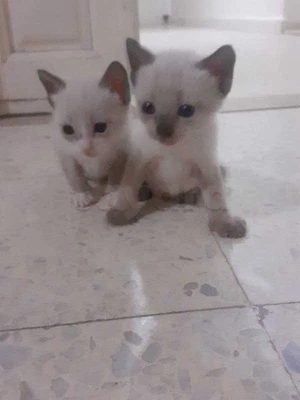 Deux chats siamois à vendre