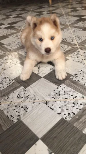 Chiot husky 3 mois