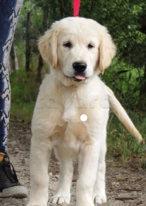 Golden retriever à vendre 