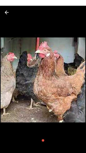 دجاج عربي بياض نظيف صفاقس 