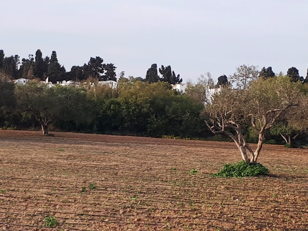 selected image