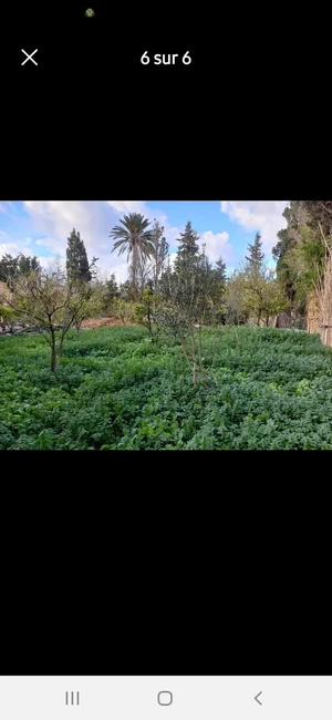 ارض فلاحية مسجرة قوارص طريق السويسري براس الجبل بنزرت 