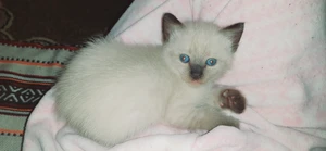 Vente Et Achat En Ligne Partout En Tunisie Tayara Vente Et Achat En Ligne Partout En Tunisie Tayara