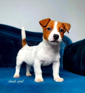 Chiot nain Jack Russel Terrier importation de Russie. chien chiots chiens