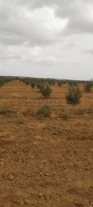 6H à vendre sur la route de zaghouan pres de bouficha planté 1200 oliviers