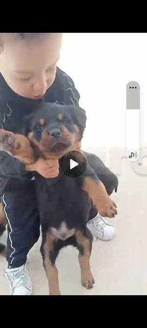 3 chiots rod a vendre.3 chiots rottwieler race pure