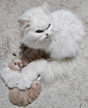 chat persan male et femelle 
