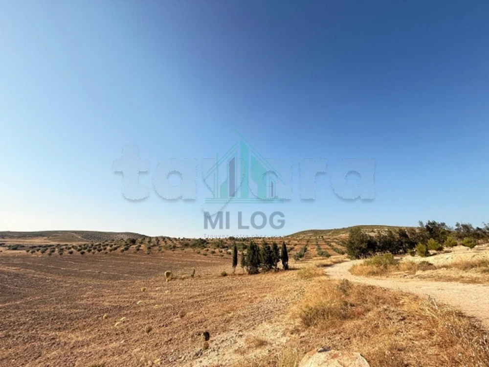 tayara - Selected image backdrop