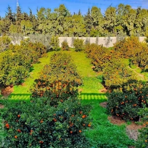 deux hectares avec chalet a menzel bouzelfa 