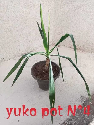 plante naturelle yuka avec pot