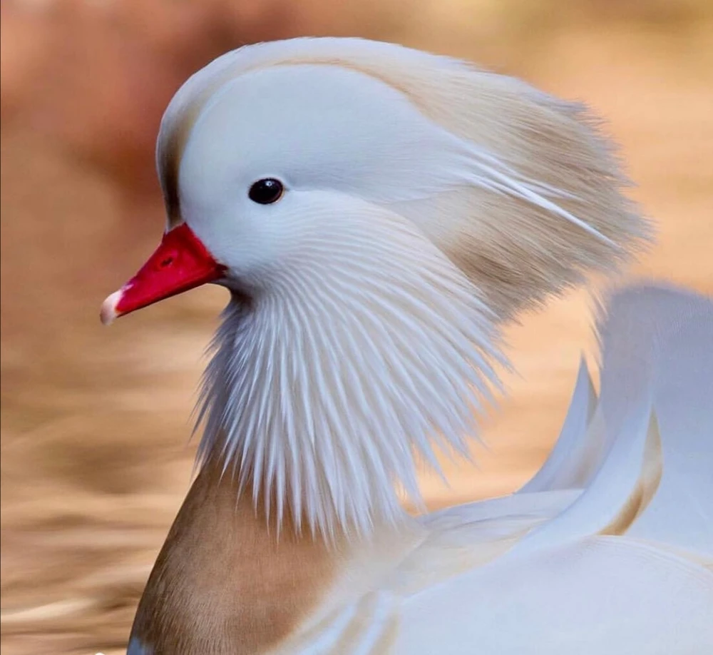 selected image
