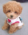 animalerie animax puppy - tayara publisher profile picture