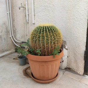 Cactus ronde