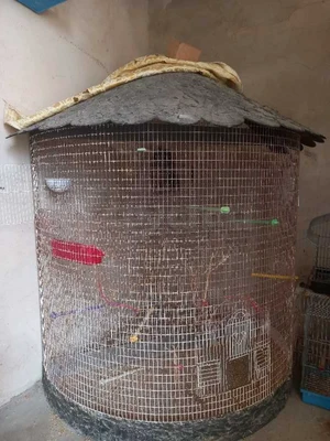 cage canaris
